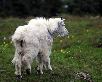 Rocky Mountain goat